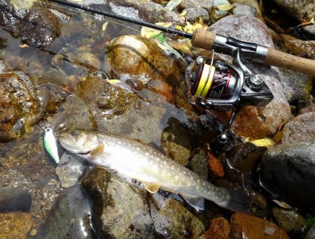 渓流ミノーイング ～九頭竜川水系～